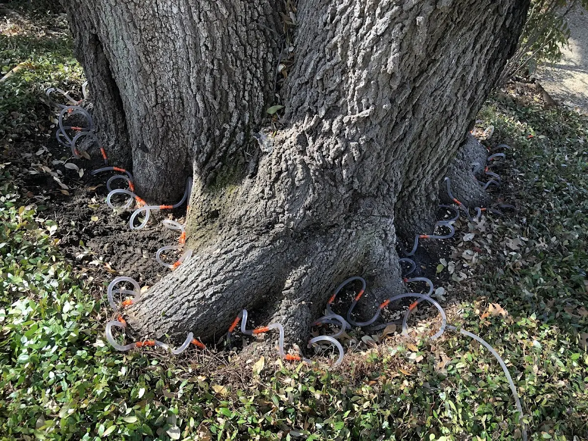 Detailed Tree Cabling and Bracing job site in West Townsend