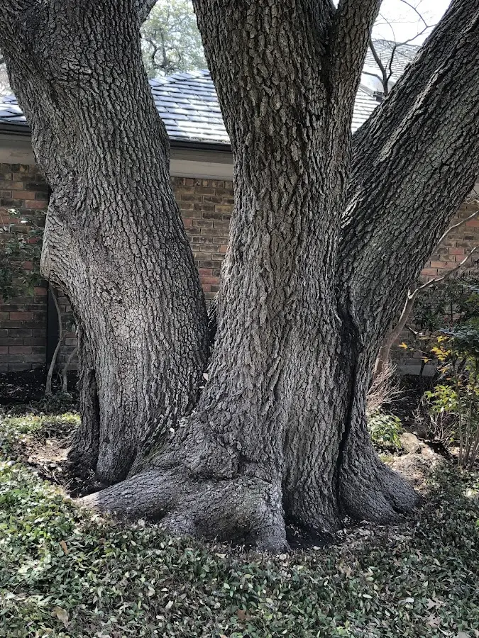 Mature heritage tree close to a West Townsend property cared for by certified arborists